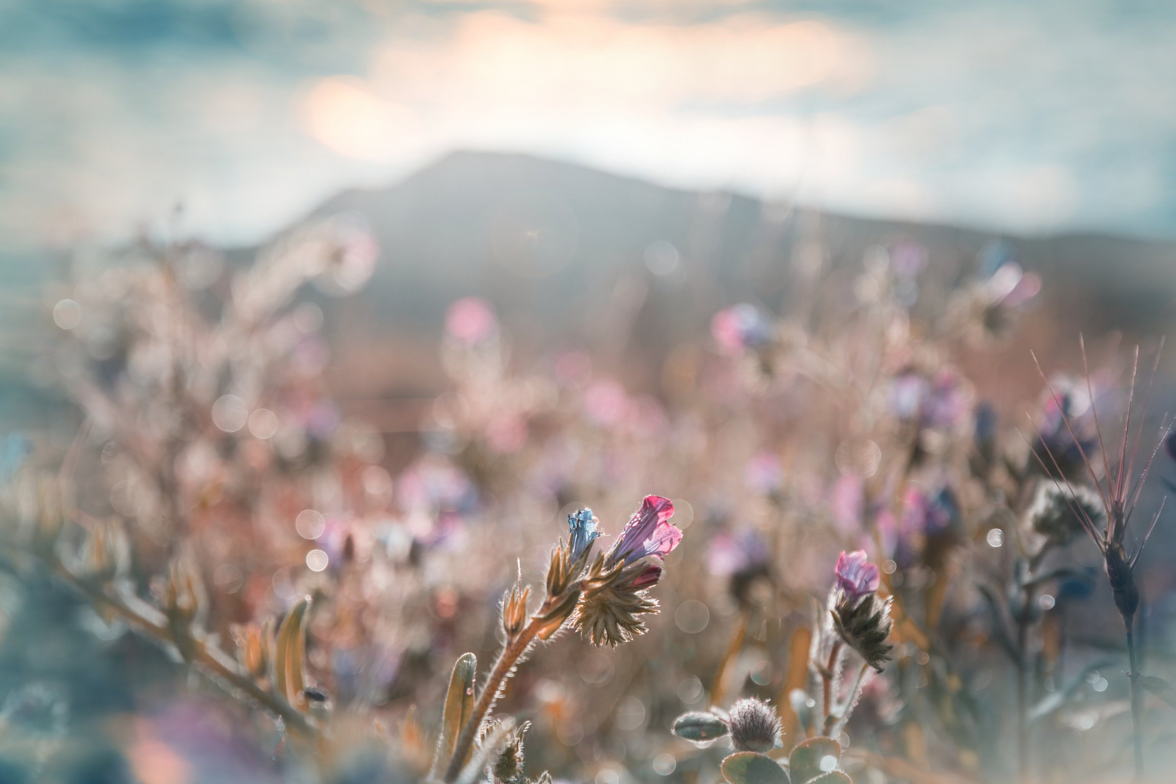 Sound Healing Hawaii - Vocal Coaching, Sound Bath Meditations, Yoga, Reiki, Sanskrit Mantra - field of wildflowers with a mountain in the background